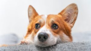 Corgi puppy looking worried on couch