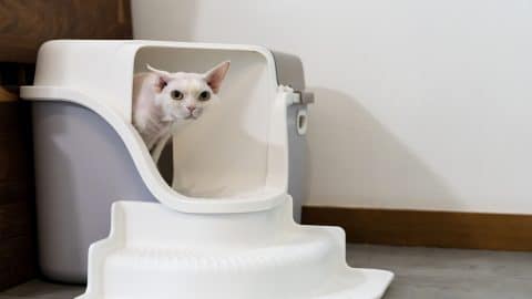 White Devon Rex cat peers out of litter box