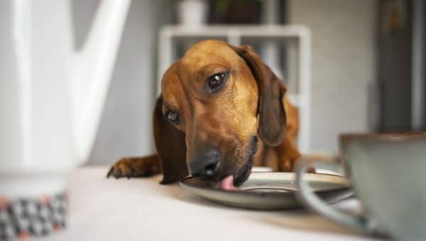 Funny dachshund eats from a plate on the kitchen table while no one sees