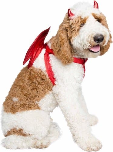 Dog wearing red wings and horn headband