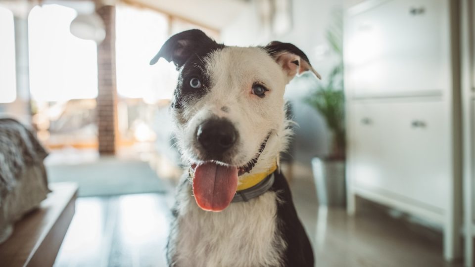 Dog are exited and happily waiting for pet sitter