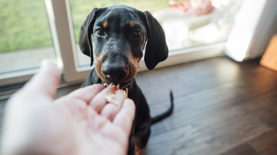 Close up of a doberman puppy being given a treat while at home