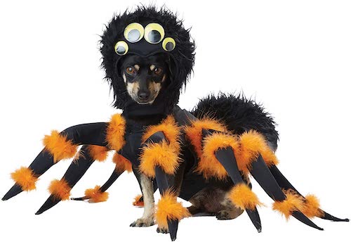 Small dog wearing orange and black spider costume
