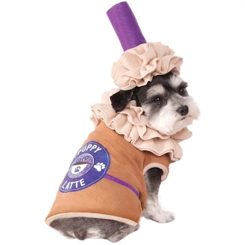 Small dog wearing latte costume