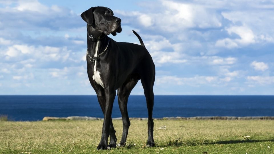 Great Dane walks by the sea