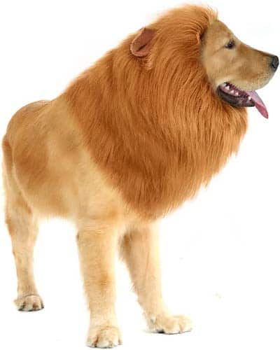 Golden Retriever wearing lion's mane
