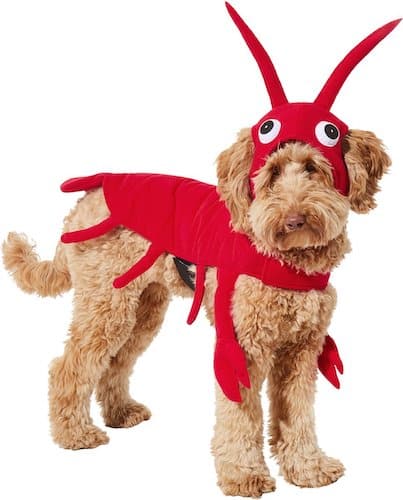 Dog wearing a red lobster costume