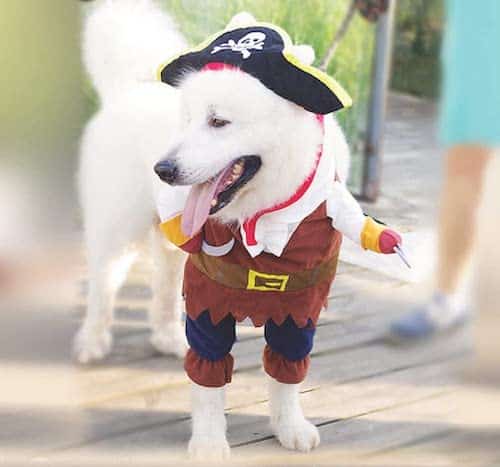 White fluffy dog wearing a pirate costume