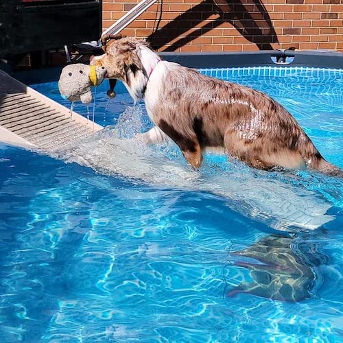 Dog getting out of pool using a pet ramp.