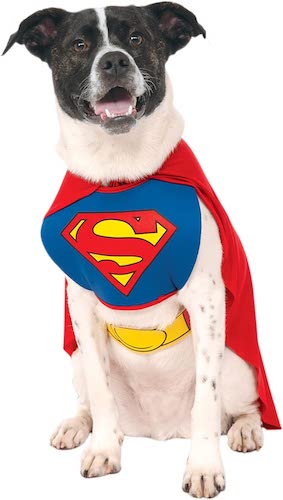 Dog wearing a Superman costume