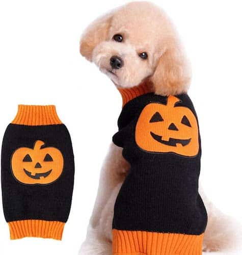 Dog wearing black and orange jack-o-lanter sweatern