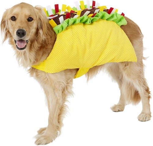 Golden Retriever dressed in a taco costume