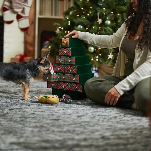 Dog sniffing an advent calendar box in front of holiday scene.