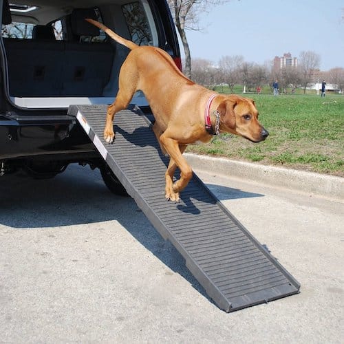 Dog walking out of SUV using a grey ramp.