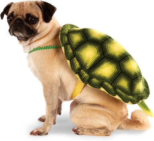 Dog wearing turtle shell costume