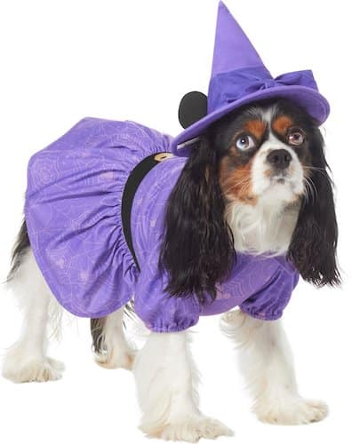 Dog wearing a purple witch costume