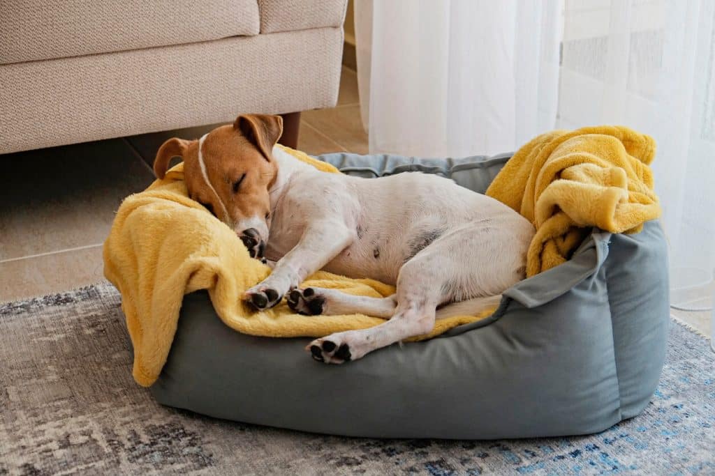 Dog sleeping soundly on yellow blanket in a dog bed