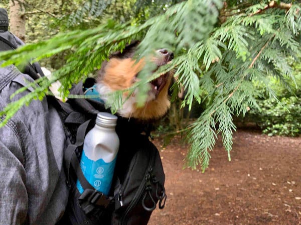Puppy in backpack taking photo at tree branch