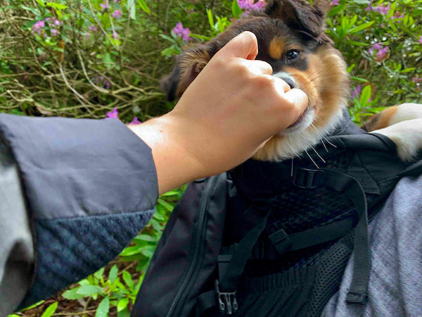 Hand feeds dog in backpack a treat