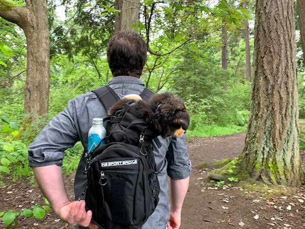 Man adjusts puppy riding in backpack