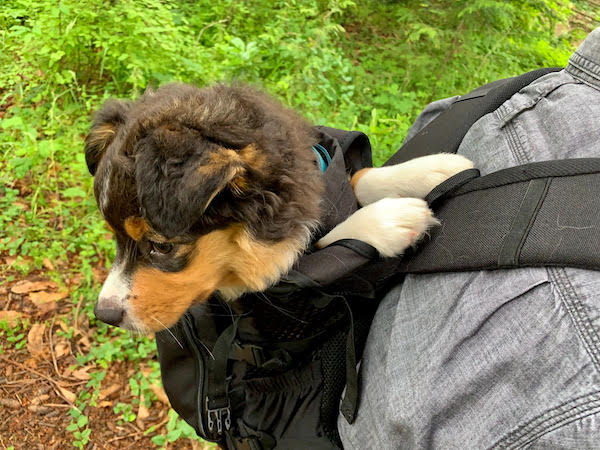 Fluffy puppy rides in dog backpack