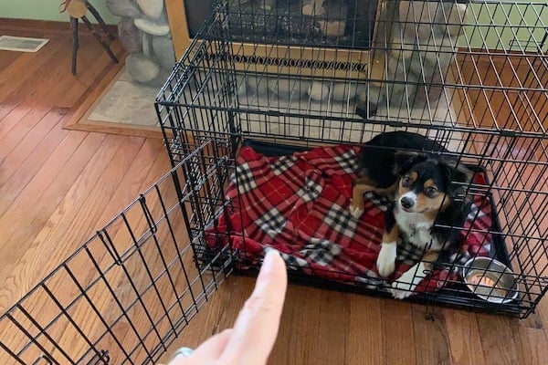 Finger points to crate, where dog sits happily