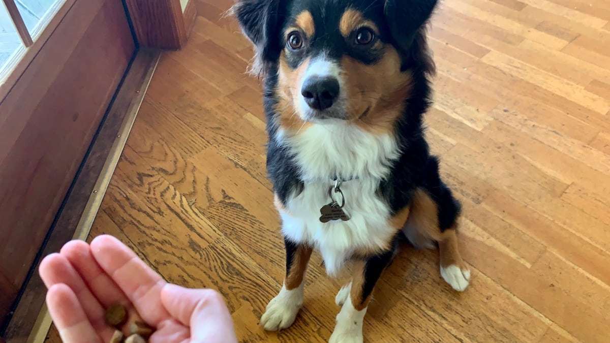 Four Rover Test Pups Review Virtual DogTraining App GoodPup