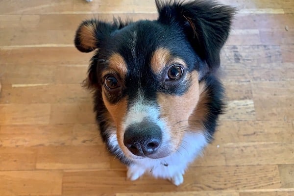 Dog looks up at camera quizzically