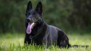 Portrait of a black German Shepherd of working breeding lying on a summer green background