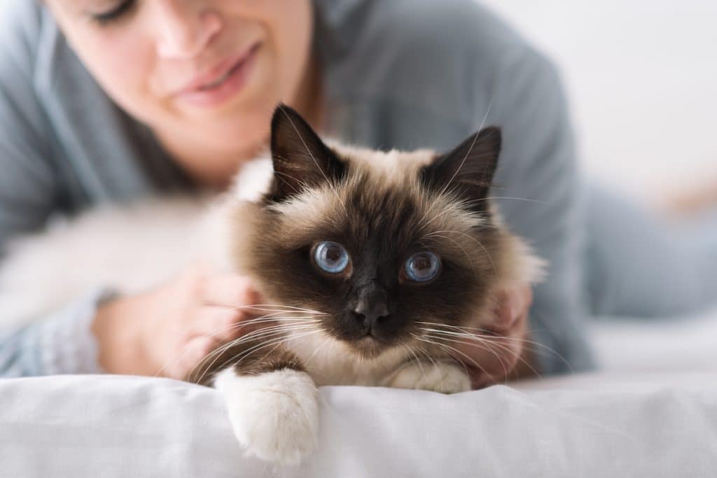 Smiling woman lying on the bed and cuddling her soft beautiful cat, pets and lifestyle concept