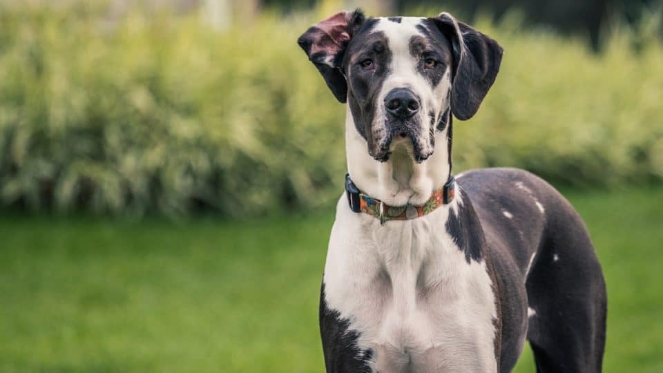 Great Dane stands attentively in yard