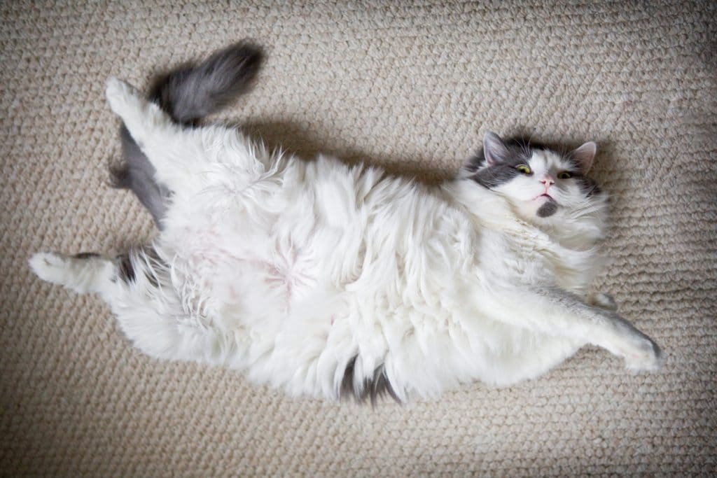 Un gatto grasso e peloso sdraiato sulla schiena su un tappeto.