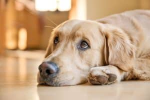 Golden Retriever with sad eyes resting his head on the floor