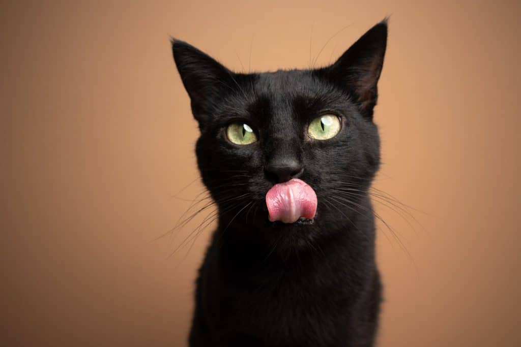 Black cat licking their face