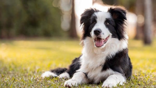Border Collie sitting on grass with tongue out