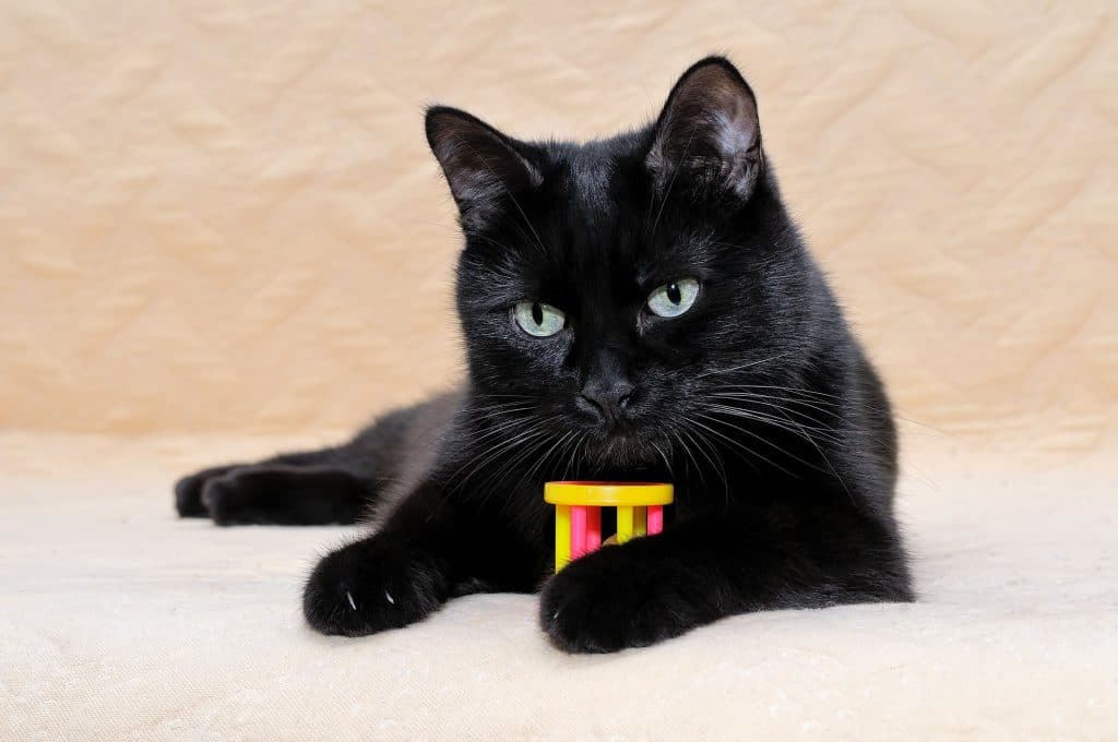 Black bombay cat with a toy