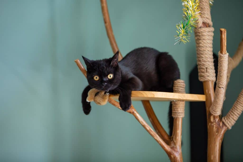 Black cat playing in a cat tree