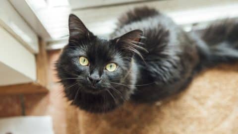 a fluffy black cat looks at the camera