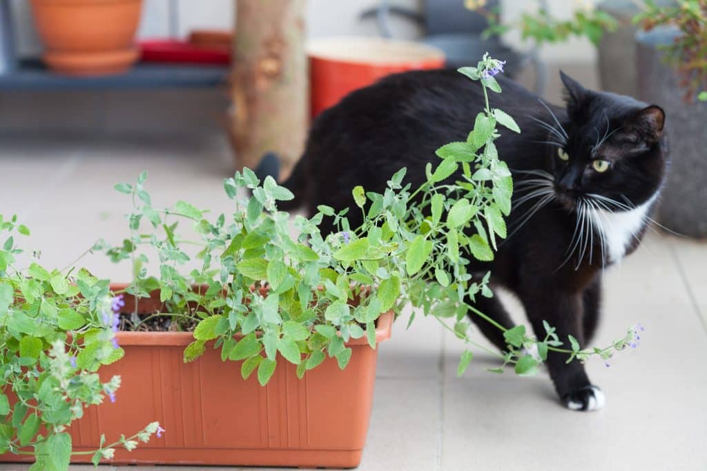 A black cat avoiding a plant in a garden
