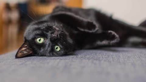 Relaxed black cat