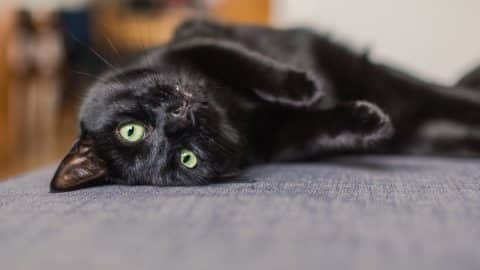 Black cat chilling on sofa