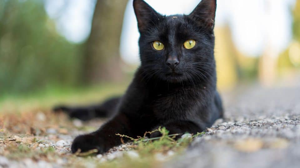 Short-haired black cat sitting outside on pavement