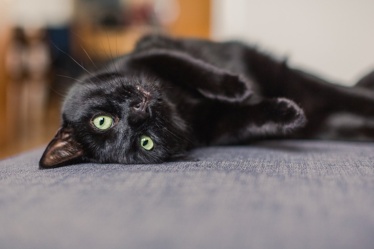 150+ Black Cat Names, From Magical to Mystical & Meaningful