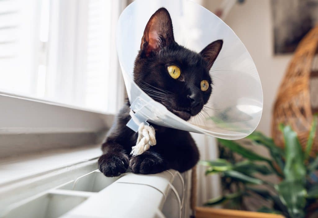 Tuxedo cat recovering after surgery
