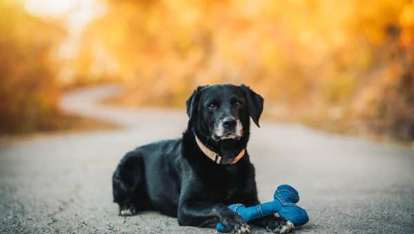 Senior labrador retriever dog with arthritis sitting on the road with his toy.