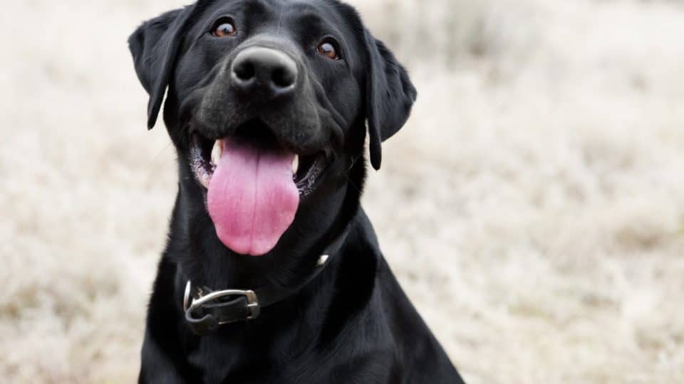 Happy black dog