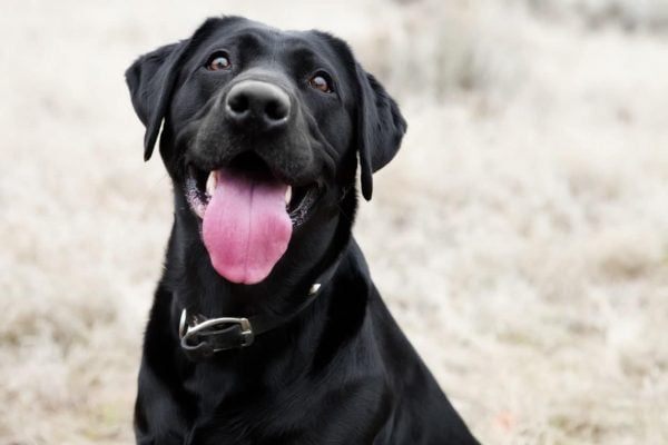 Happy black dog