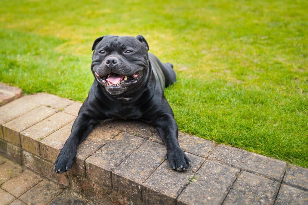 Happy, black, smiling Staffordshire Bull Terrier on lying down outside on grass at the top of some garden steps.