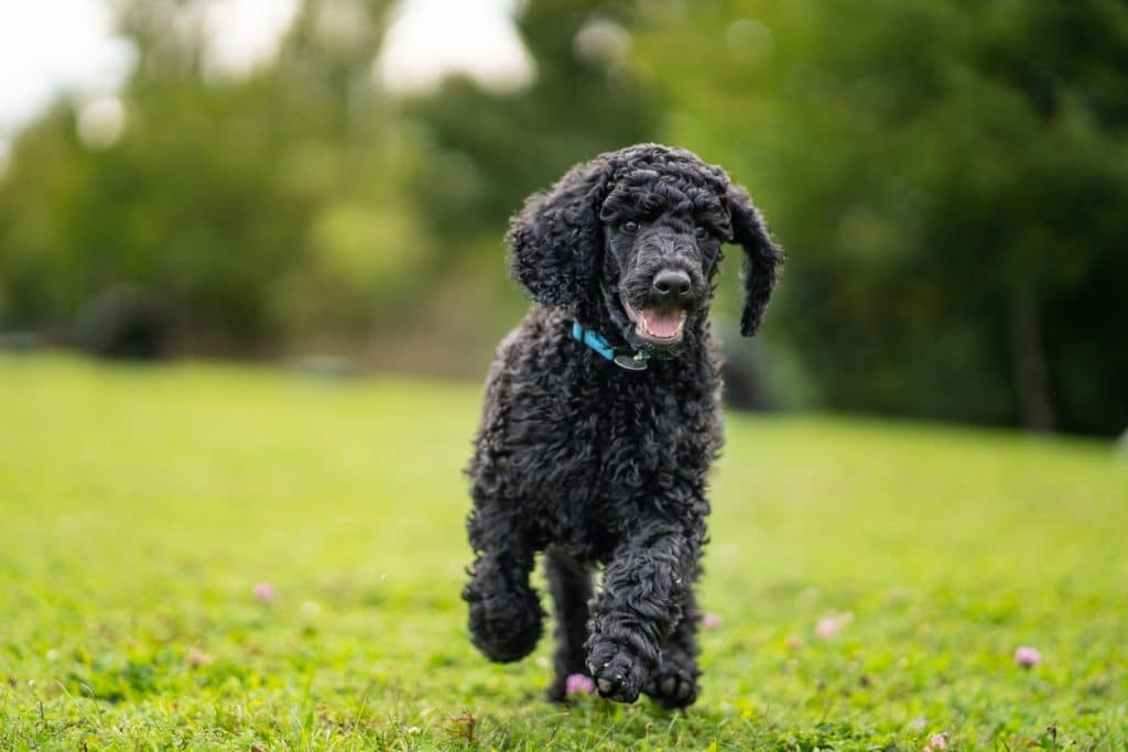Black puppy poodle running in the grass