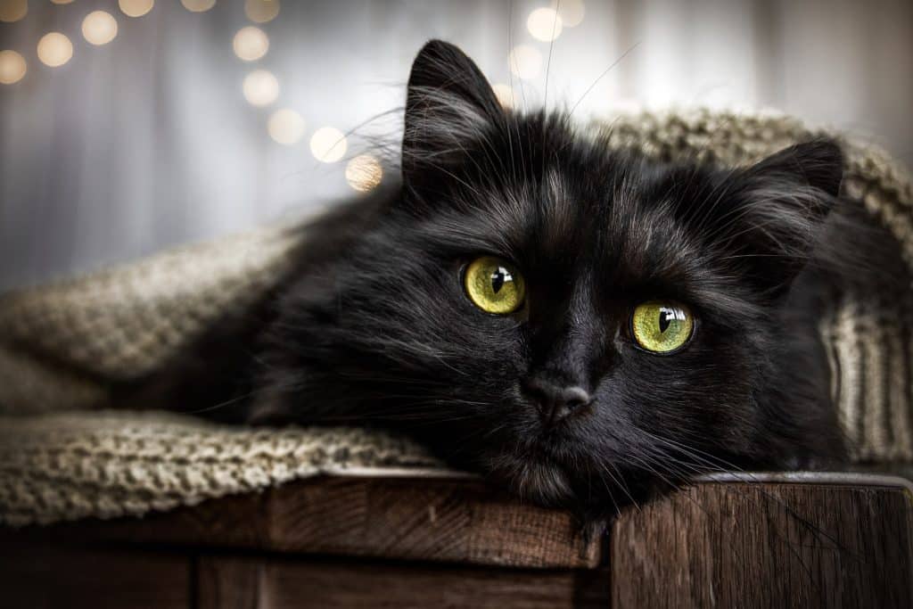 Black Chantilly-Tiffany cat